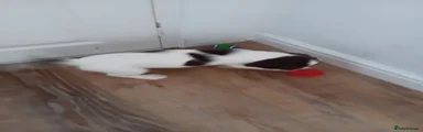 English Springer Spaniel 8