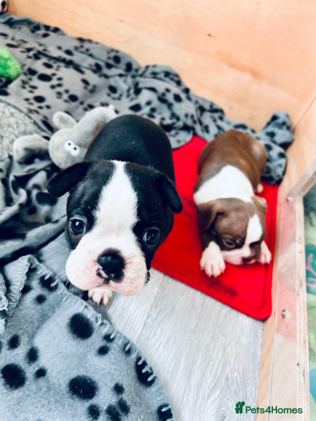 Boston Terrier dogs for sale: Beautiful Chunky KC Boston Terrier Puppies - Image 5