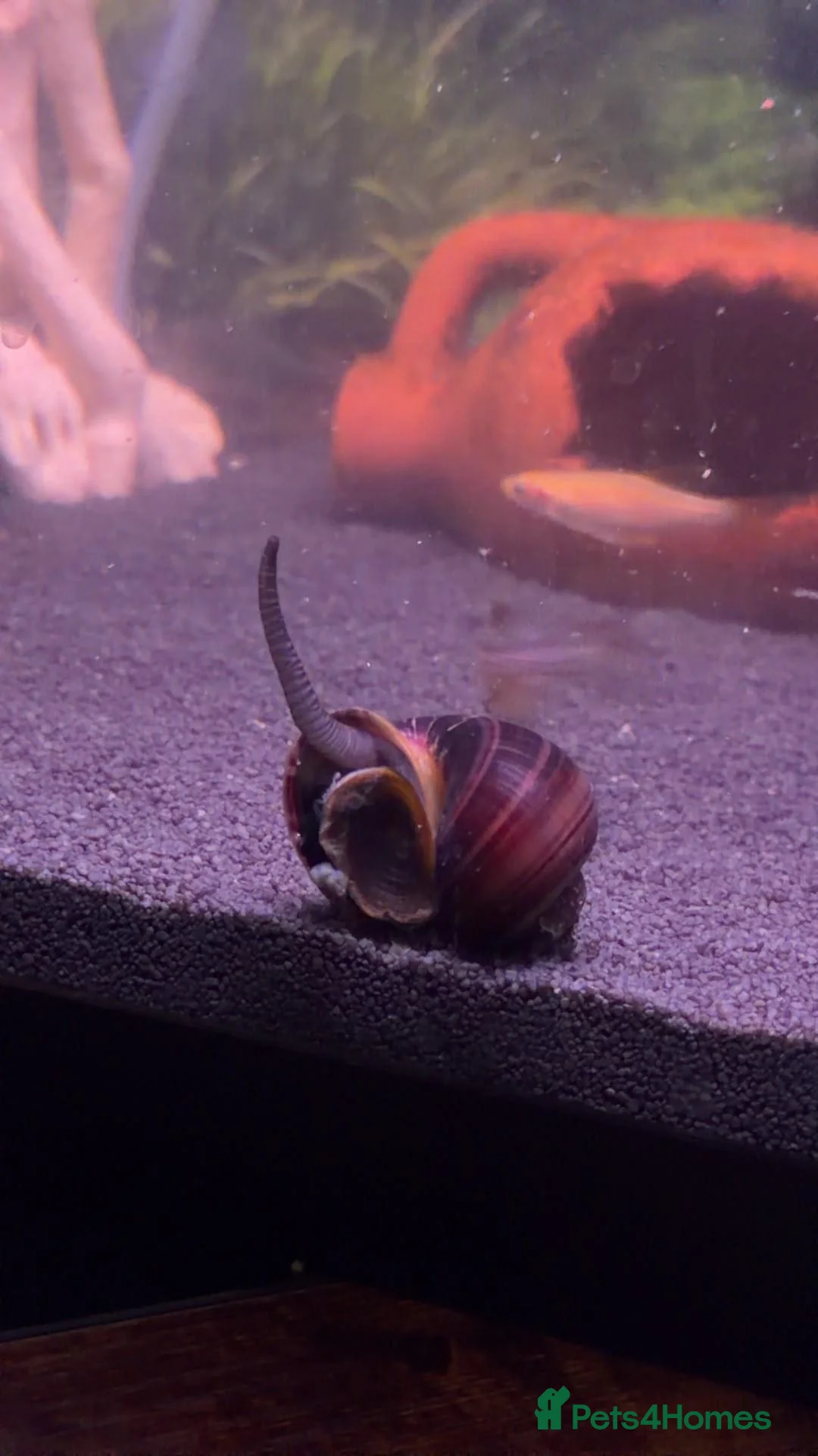 Snails fish for sale: Baby Apple Snails – Purple × Golden Parents in Heckmondwike - Advert 2