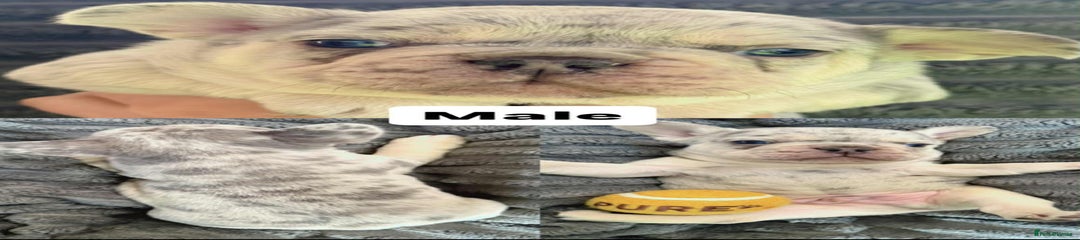 French Bulldog Puppy 8