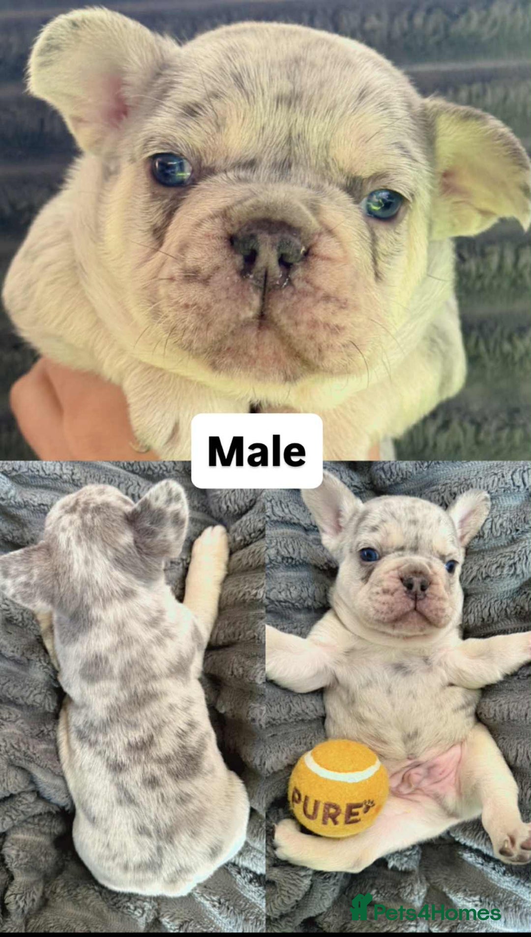 French Bulldog dogs for sale: French Bulldog – Secure Your Puppy Now! - Advert 9