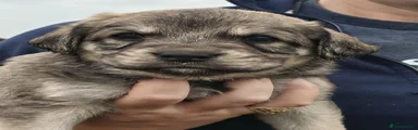 Otter