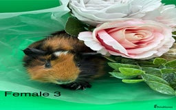Guinea Pig rodents for sale: Adorable guinea pigs babies - Image 3