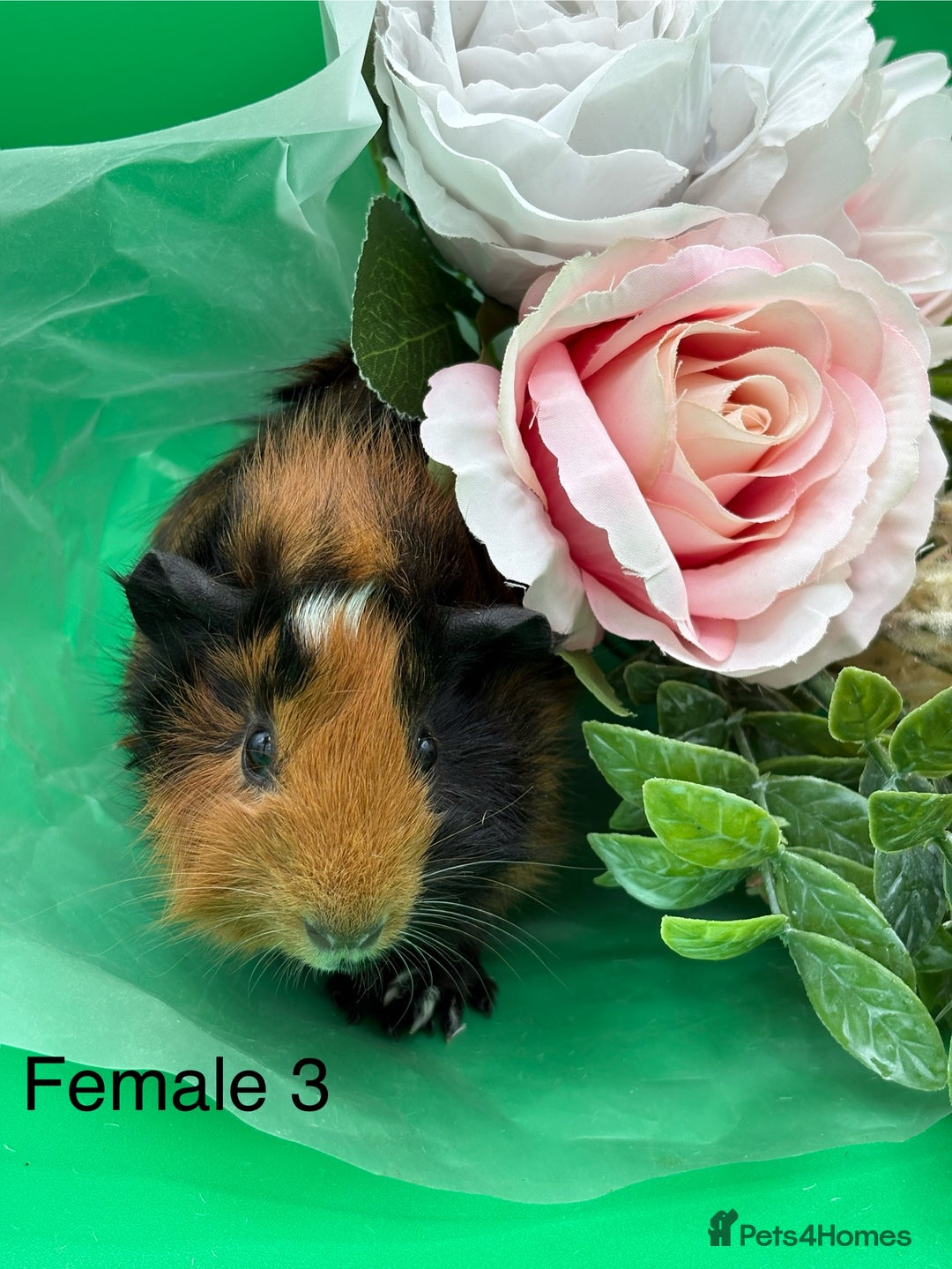 Guinea Pig rodents for sale: Adorable guinea pigs babies - Image 3