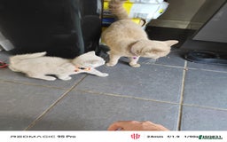 British Shorthair cats for sale: Pure British Short Hair cutties - Image 4