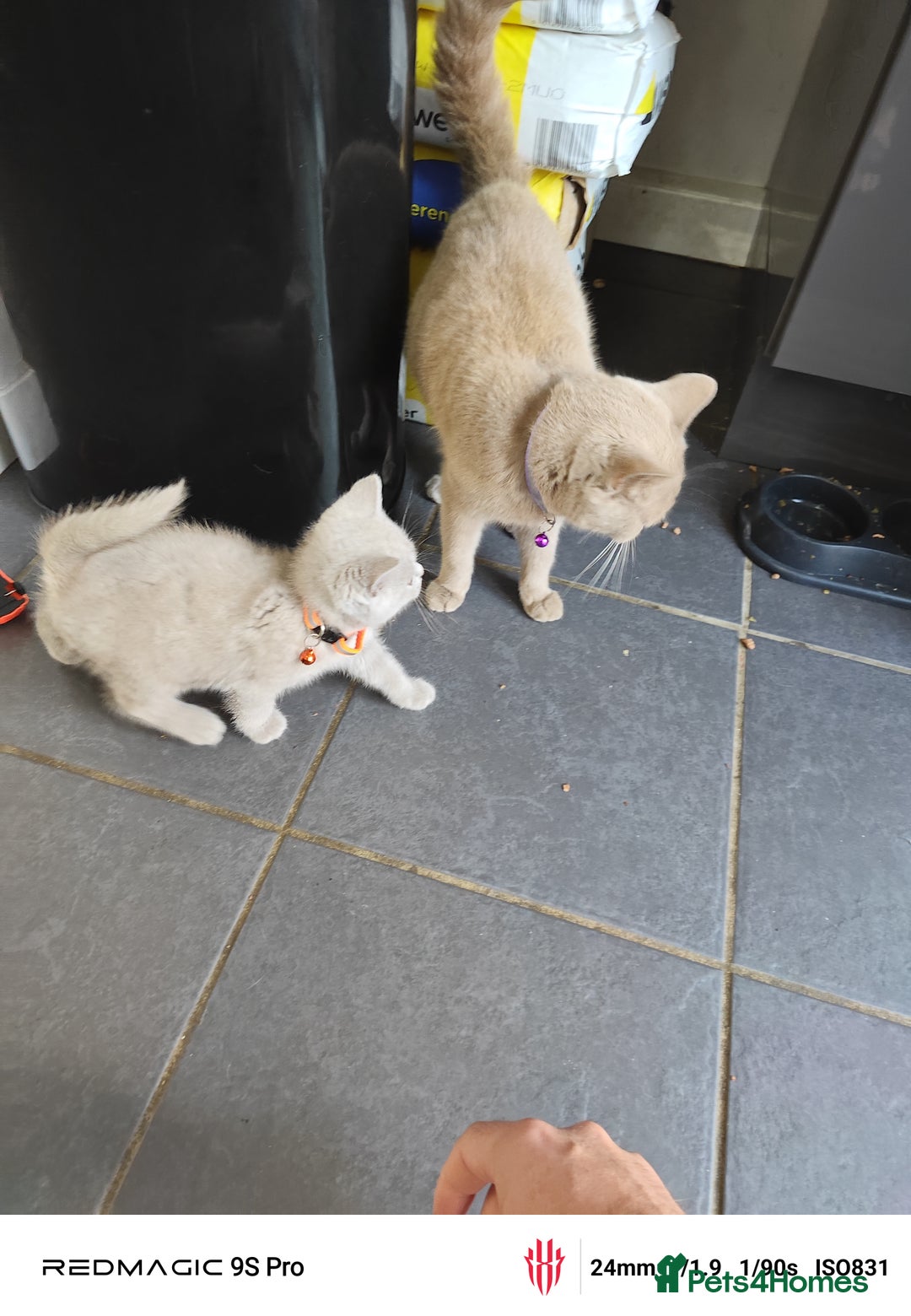 British Shorthair cats for sale: Pure British Short Hair cutties - Image 4
