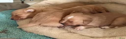 Borador dogs for sale: Fox red Borador puppies  - Advert 14