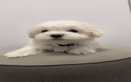 Maltese dogs for sale: 🐶 Adorable Male Maltese Puppies for Sale 🐾 - Image 2