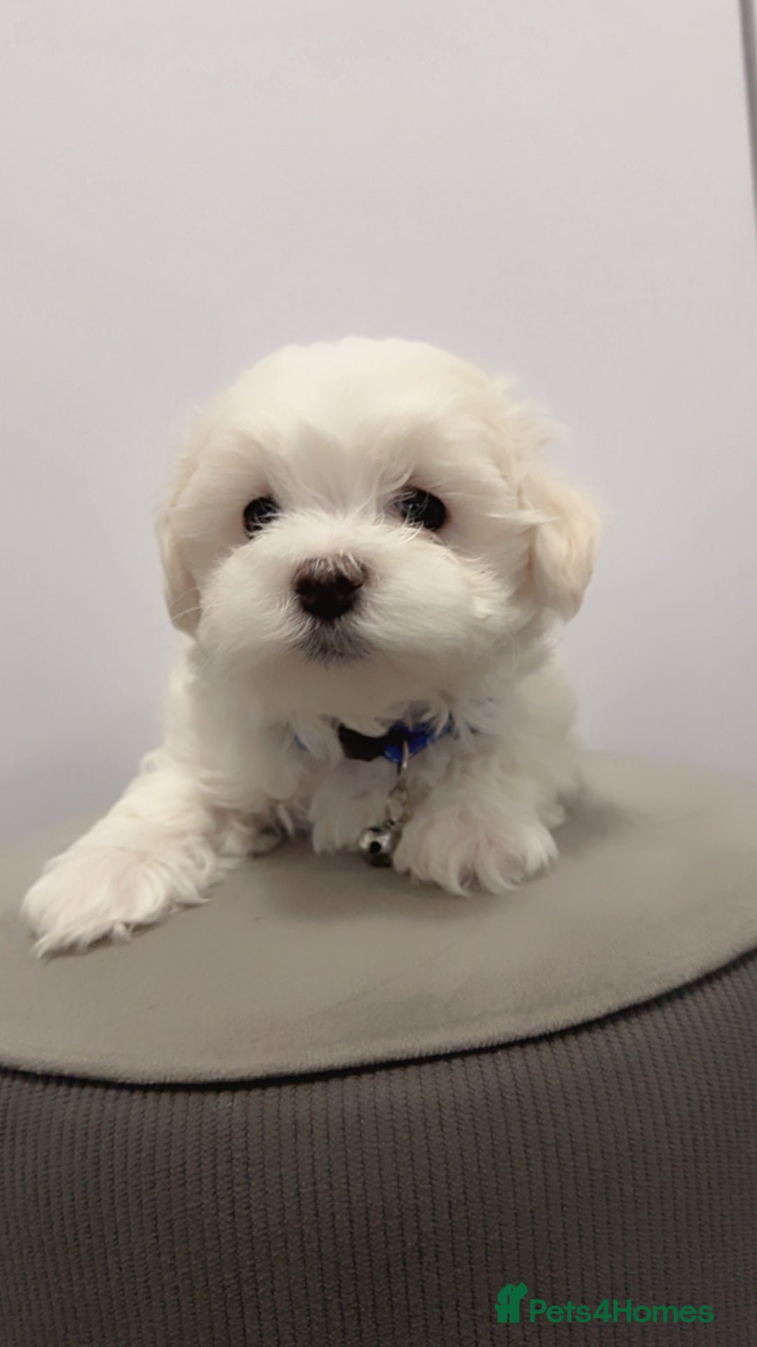 Maltese dogs for sale: 🐶 Adorable Male Maltese Puppies for Sale 🐾 - Image 2