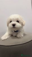 Maltese dogs 🐶 Adorable Male Maltese Puppies for Sale 🐾 - Advert 3