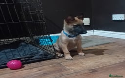 Belgian Shepherd Dog dogs for sale: Belgian malinois puppies for sale  - Image 4