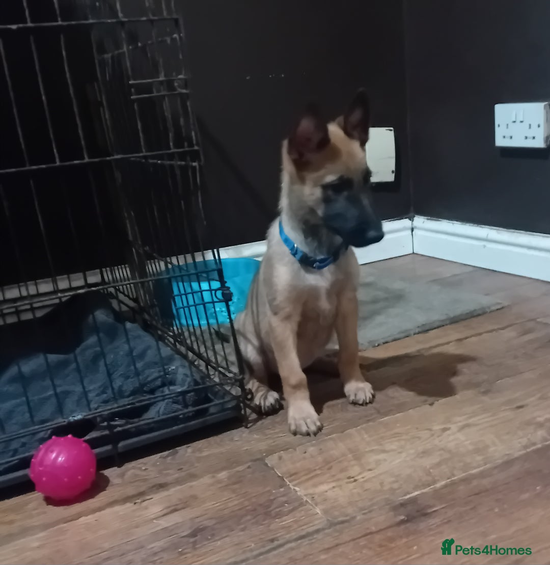 Belgian Shepherd Dog dogs for sale: Belgian malinois puppies for sale  - Image 4