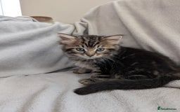 Ragdoll cats for sale: Tabby or black Ragdoll x kittens - Image 25