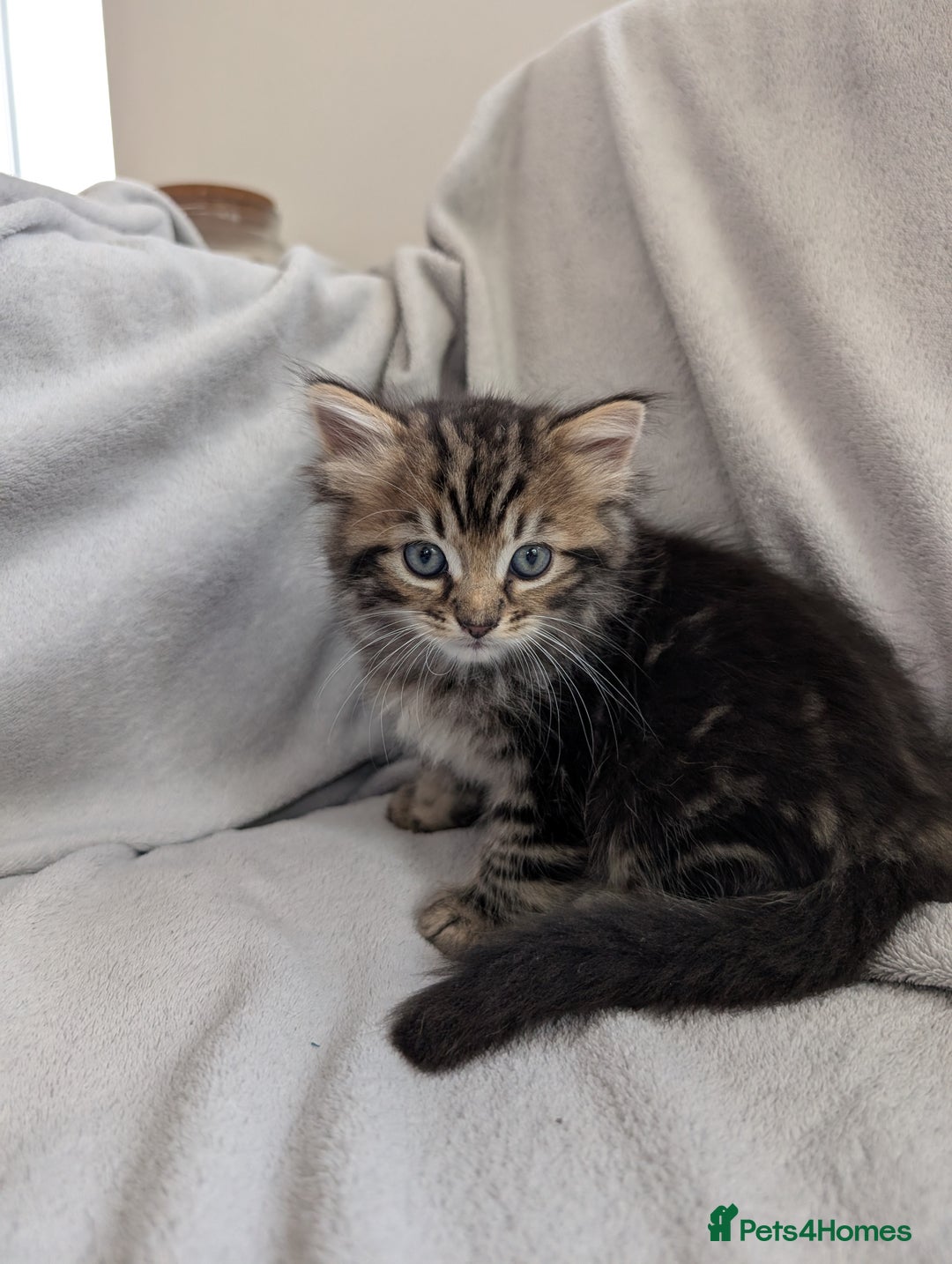 Ragdoll cats for sale: Tabby or black Ragdoll x kittens - Image 25