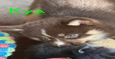 Pomsky dogs - Advert 9