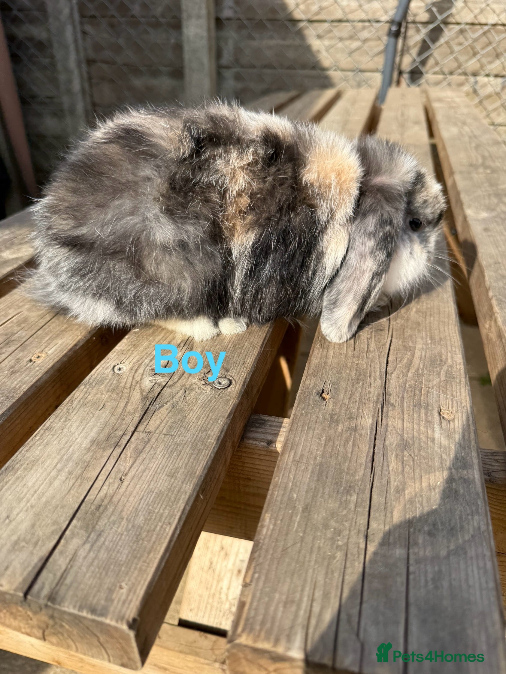 Mini Lop rabbits Gorgeous mini lops - Advert 1