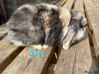 Mini Lop rabbits - Advert 26