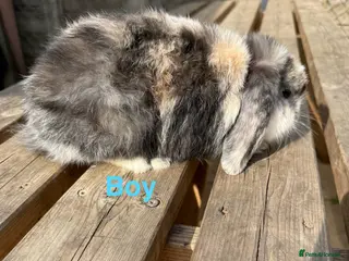 Mini Lop rabbits Gorgeous mini lops - Advert 1