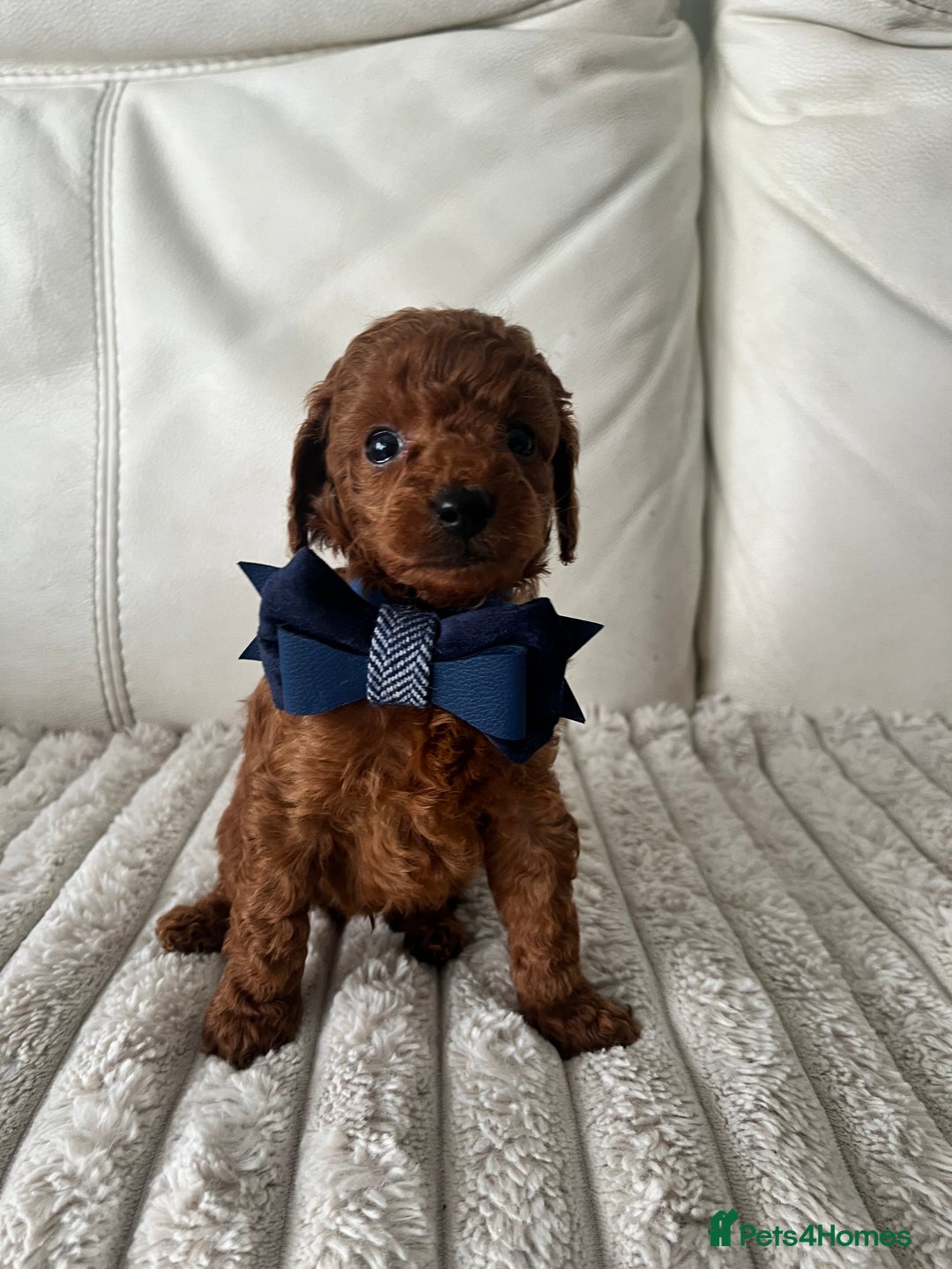 Toy Poodle dogs for sale: Absolute Stunning Red Toy Poodle - Image 1