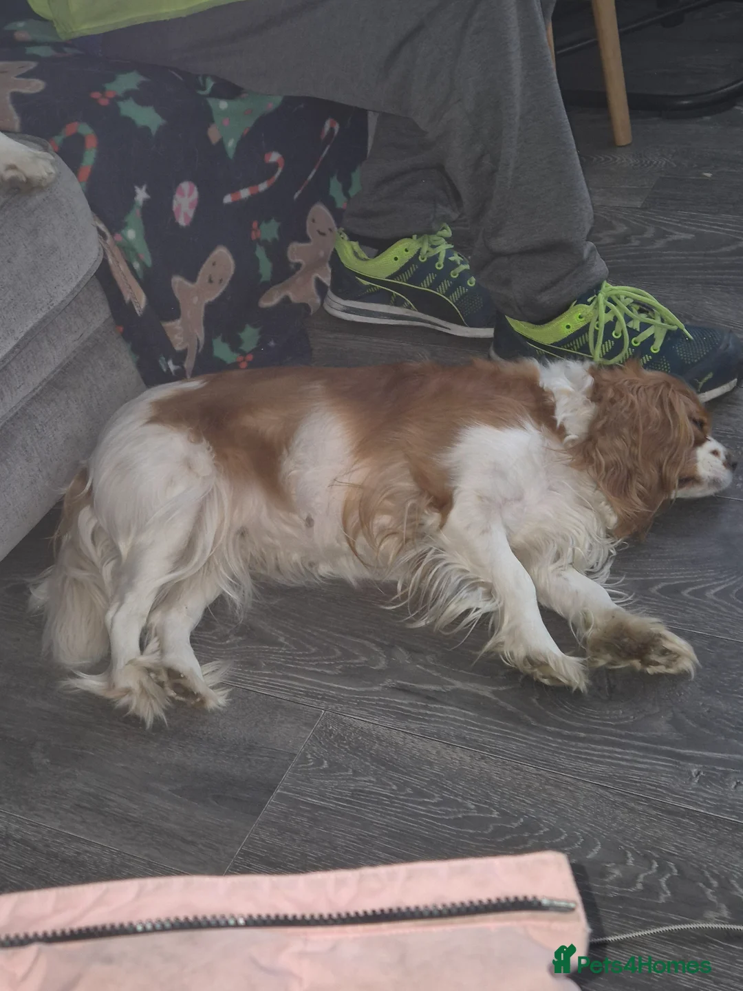 Cavalier King Charles Spaniel dogs for sale: Cavalier king Charles spaniel  - Advert 2