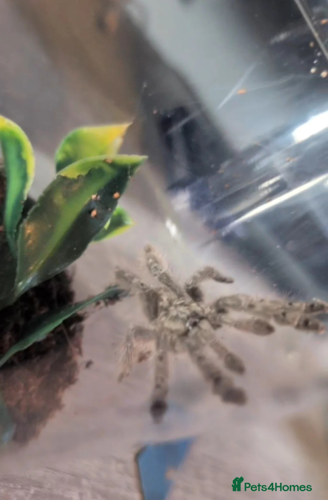 Tarantulas invertebrates for sale: togo starburst baboon tarantula comes with viv in Stoke-on-Trent - Advert 4