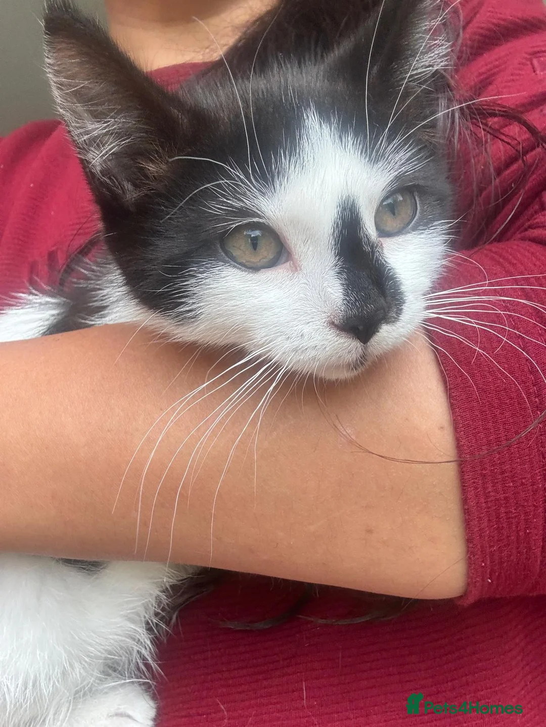 Mixed Breed cats for sale: Beautiful kittens for rehoming - Advert 2