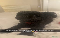 Shihpoo dogs for sale: Beautiful Shihpoo puppies  - Image 7