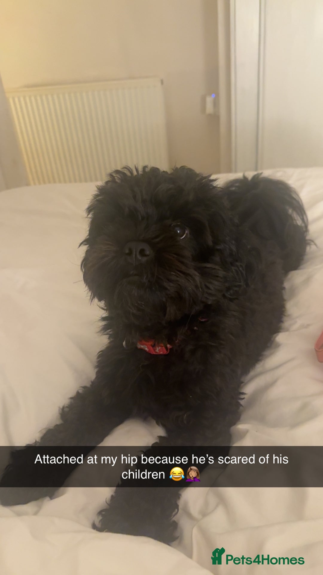 Shihpoo dogs for sale: Beautiful Shihpoo puppies  - Image 7