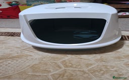 Persian cats for sale: White Persian Chinchilla ( OPAL ) - Image 4