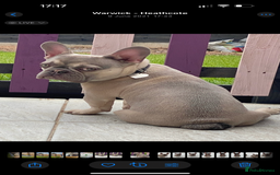 French Bulldog dogs for sale: Male French bulldog  - Image 3