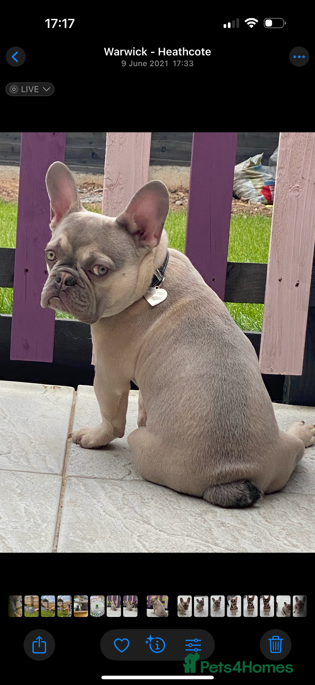 French Bulldog dogs for sale: Male French bulldog  - Image 3