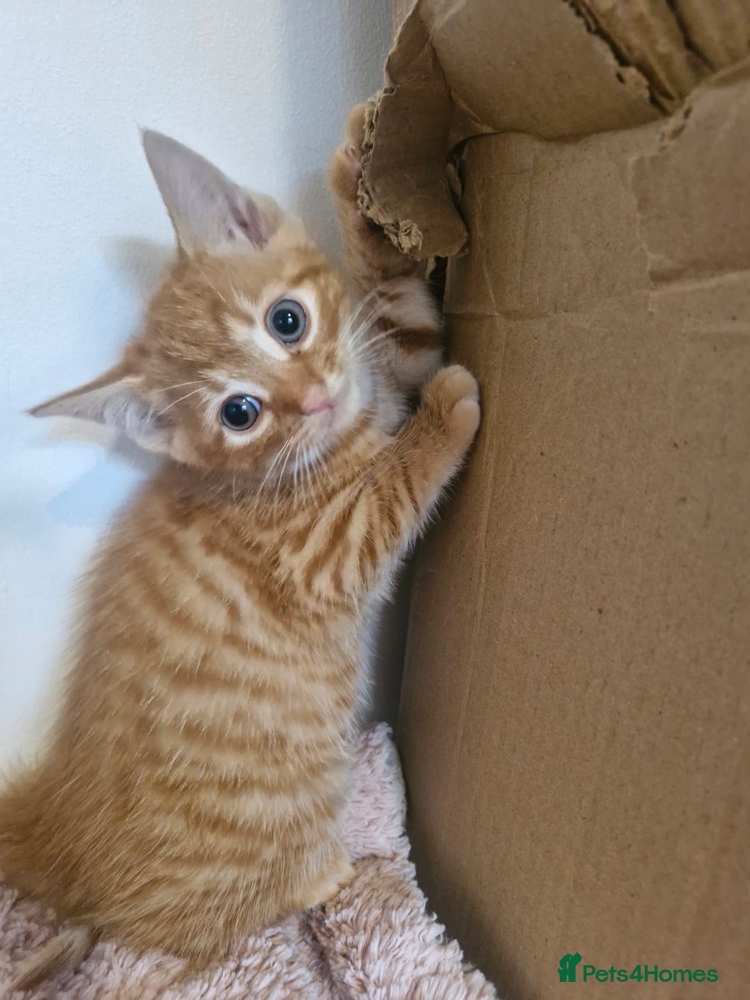 Mixed Breed cats for sale: Beautiful kittens - Image 4