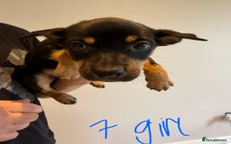 Australian Kelpie dogs for sale: Australian Kelpie puppies  - Image 15