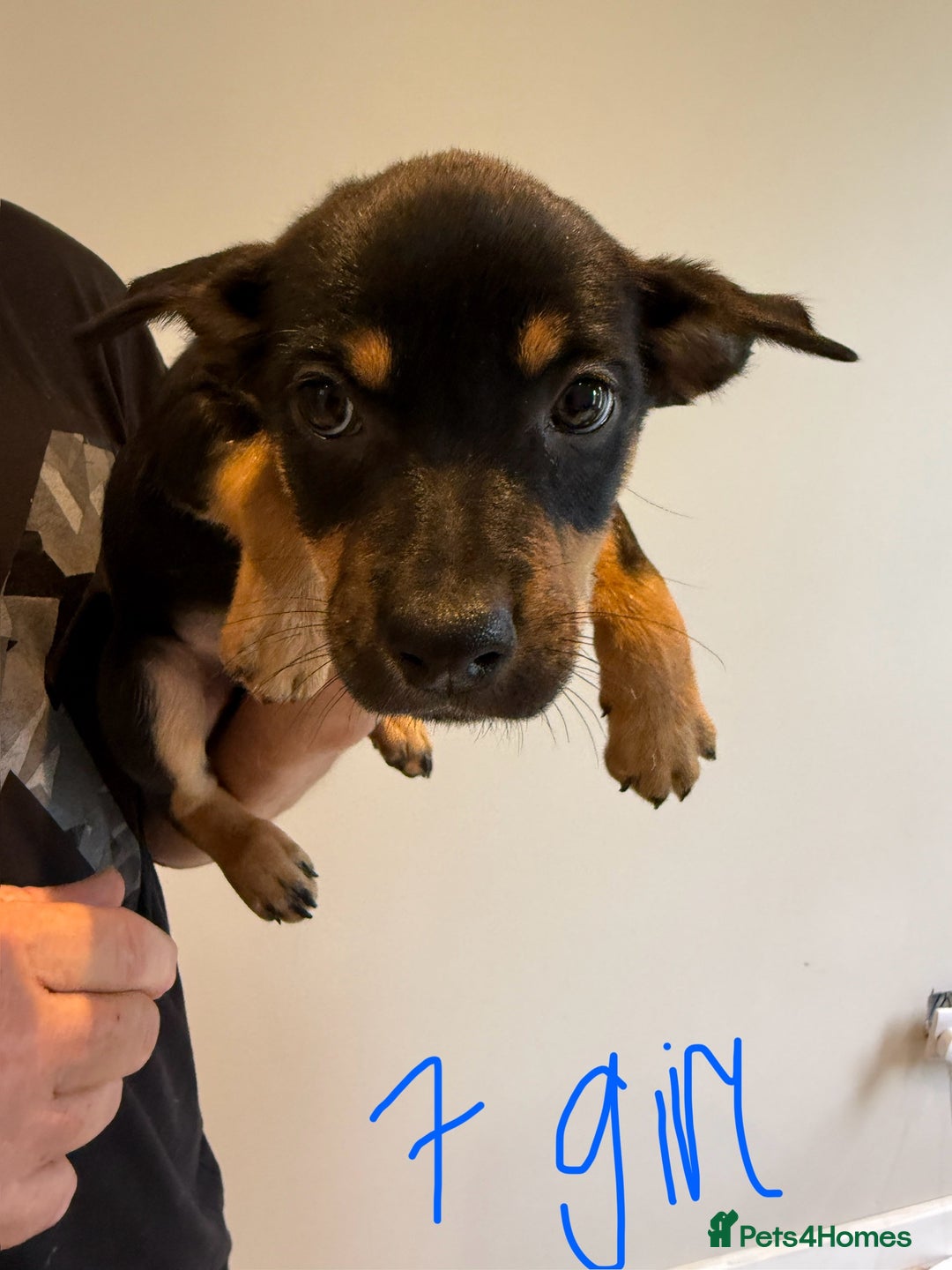 Australian Kelpie dogs for sale: Australian Kelpie puppies  - Image 15
