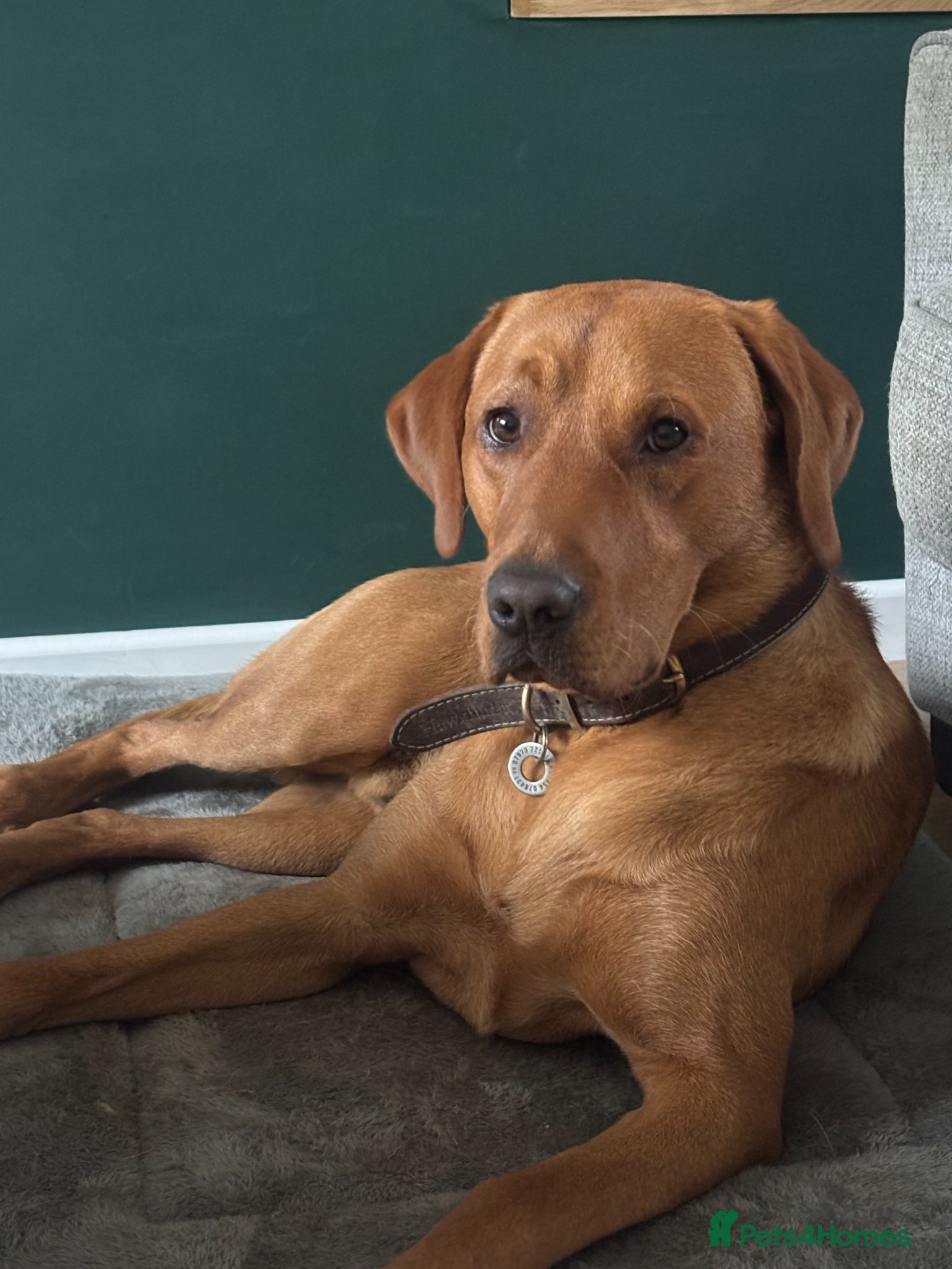 Labrador Retriever dogs KC Registered Fox Red Labrador Stud - Advert 1