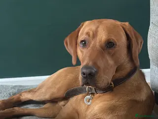 Labrador Retriever dogs KC Registered Fox Red Labrador Stud - Advert 1