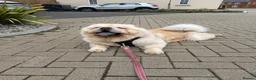 Chow Chow dogs for sale: Beautiful Chow Chow Girl - Loving Home Wanted  in Dunstable - Advert 4