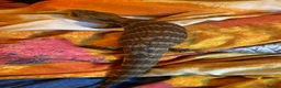 Skink reptiles for sale: Ernie the Blue tongued skink  - Advert 7