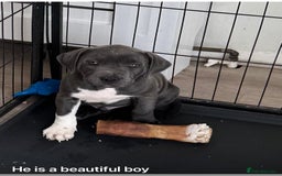 Staffordshire Bull Terrier dogs for sale: Blue male staff - Image 1