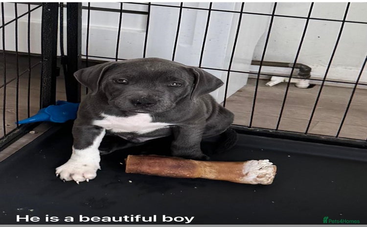 Staffordshire Bull Terrier dogs - Advert 14