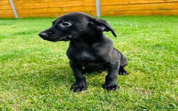 Labrador Retriever dogs for sale: KC registered Fox Red & Black Lab Babies 🐾🐾 in Diss - Image 2