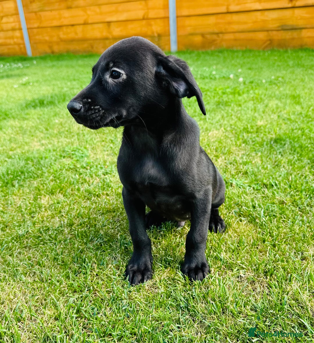 Labrador Retriever dogs for sale: KC registered Fox Red & Black Lab Babies 🐾🐾 in Diss - Image 2