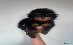 Toy Poodle dogs for sale: Extremely rare blue tiny Kc Reg Toy Poodle Puppy! - Image 20