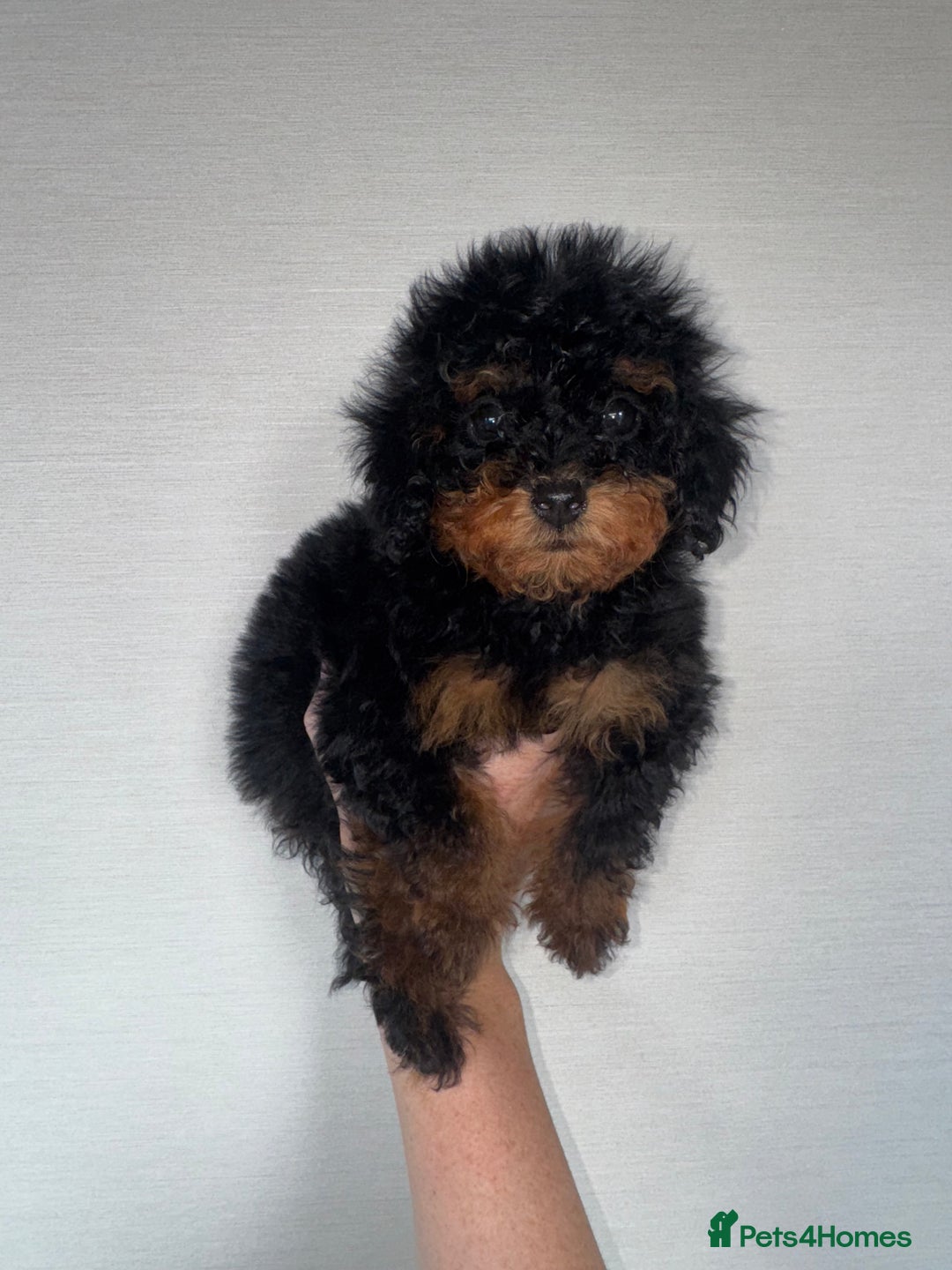 Toy Poodle dogs for sale: Extremely rare blue tiny Kc Reg Toy Poodle Puppy! - Image 20