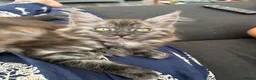 Maine Coon cats for sale: REDUCED TICA Black Smoke Maine Coon Girls - Advert 17