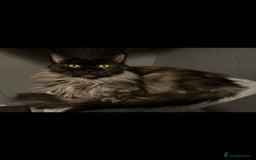 Maine Coon cats for sale: Giant mainecoons🎃 - Image 4