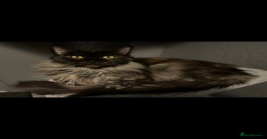 Maine Coon cats - Advert 3