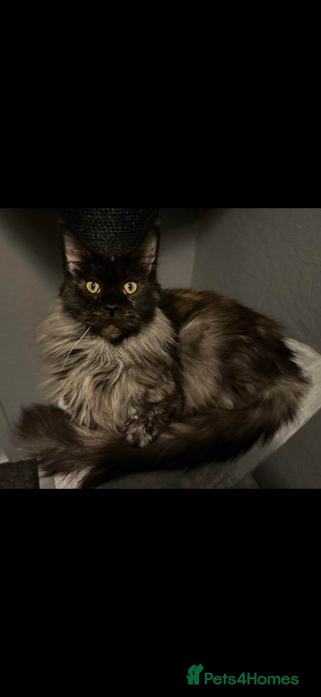 Maine Coon cats for sale: Giant mainecoons🎃 - Image 4