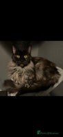 Maine Coon cats - Advert 2