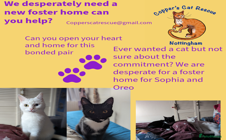 Mixed Breed cats - Advert 1